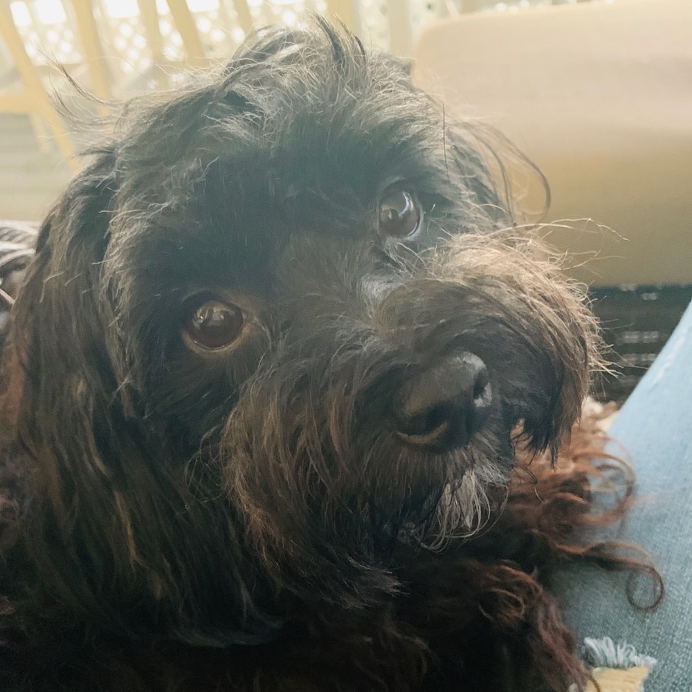 Meet your Posher, Grace